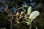 Luehea paniculata