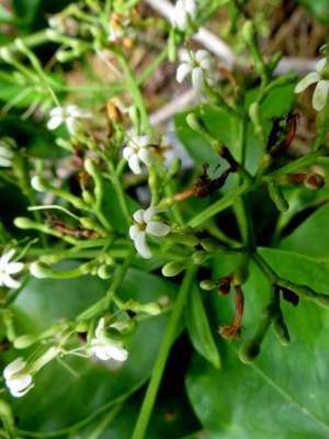 Fagraea elliptica