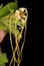 Strophanthus hispidus