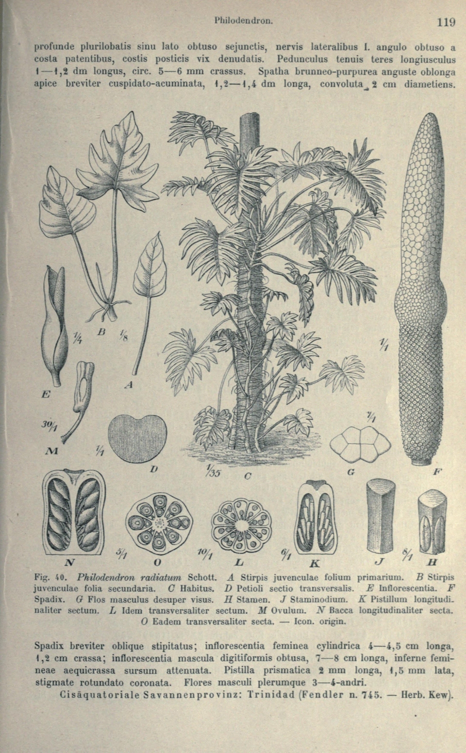 Philodendron radiatum