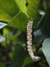 Coccoloba diversifolia
