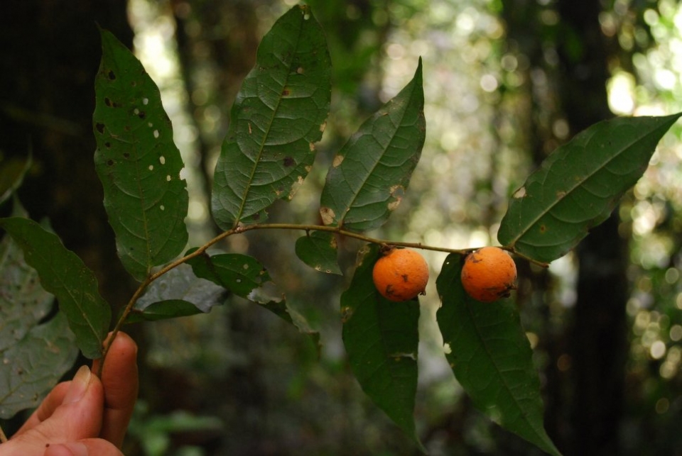 Drypetes chevalieri