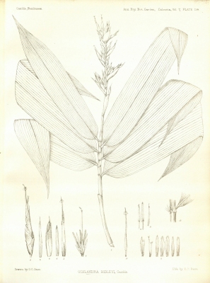 Schizostachyum latifolium