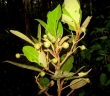 Ocotea thouvenotii