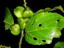 Gouania tiliifolia