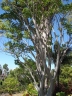 Cochlospermum vitifolium