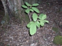 Gmelina leichhardtii