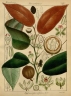 Hydnocarpus alpinus