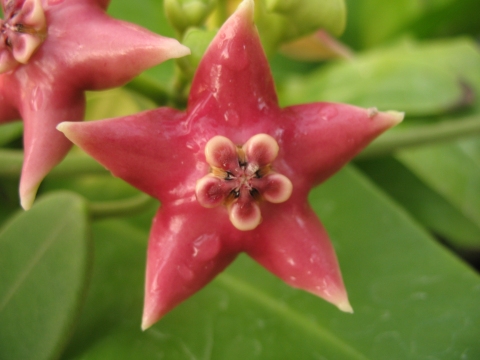 Hoya coronaria