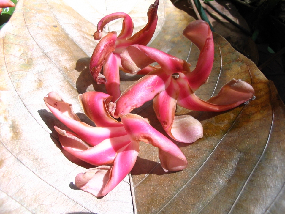 Dipterocarpus baudii