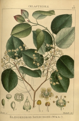 Elaeodendron glaucum