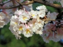 Tabebuia roseoalba