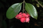 Syzygium fibrosum