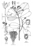 Syzygium alliiligneum