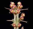 Euphorbia meridionalis