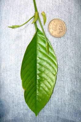 Shorea palembanica