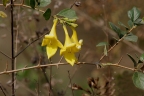 Gmelina asiatica