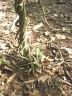 Chondrodendron tomentosum
