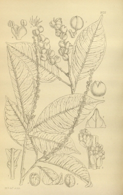 Sapium jenmannii