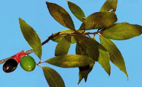 Endlicheria paniculata