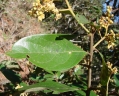 Ocotea spixiana