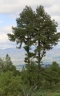 Pinus leiophylla