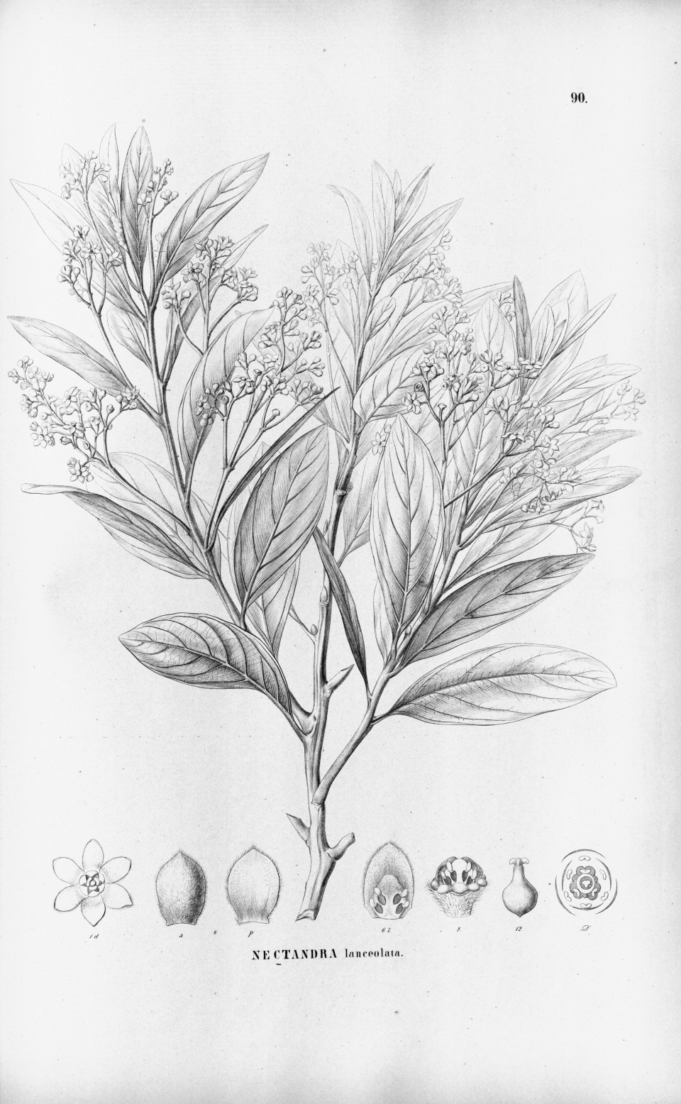 Nectandra lanceolata