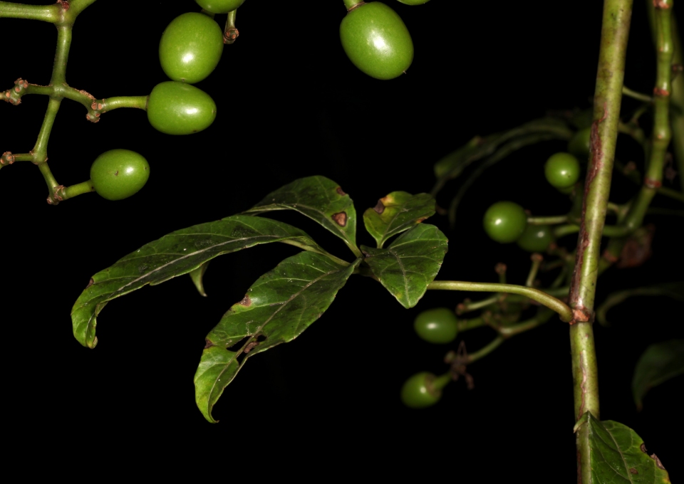 Cissus aralioides