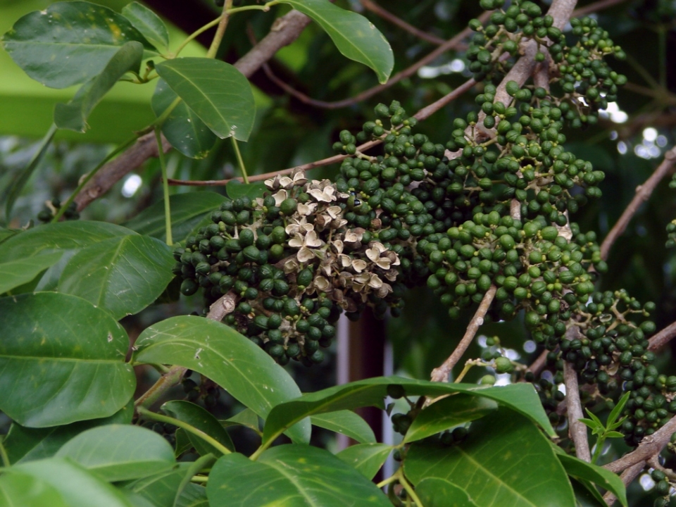 Melicope elleryana