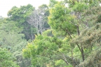 Vochysia guatemalensis