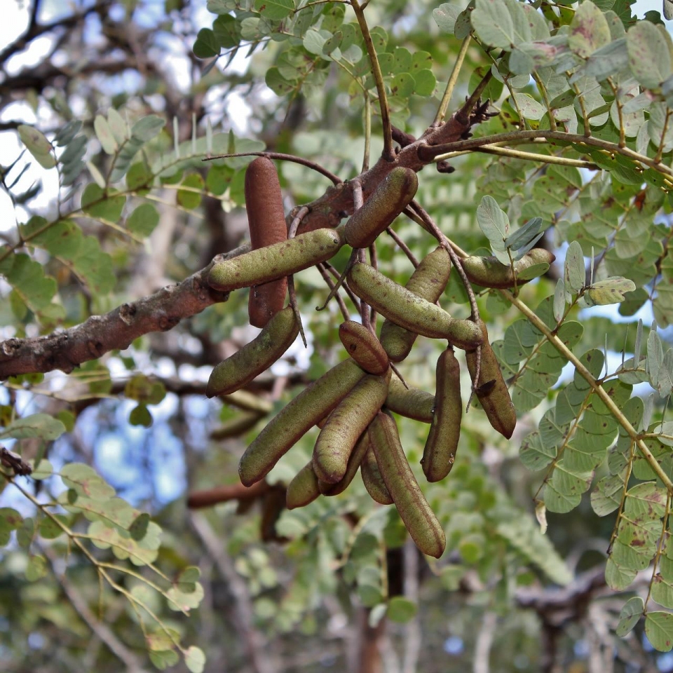 Stryphnodendron adstringens