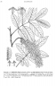 Engelhardia serrata