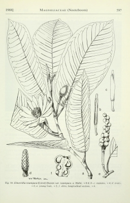 Magnolia tsiampacca