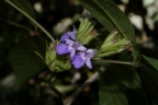 Vitex triflora