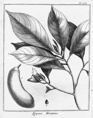 Pradosia ptychandra