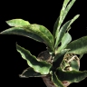 Sansevieria longiflora