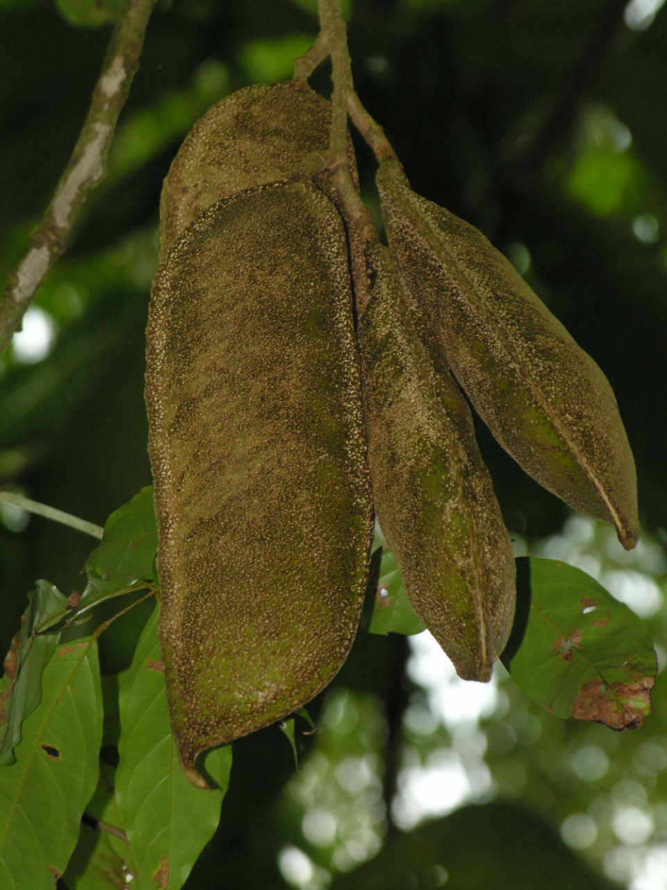 Swartzia panamensis