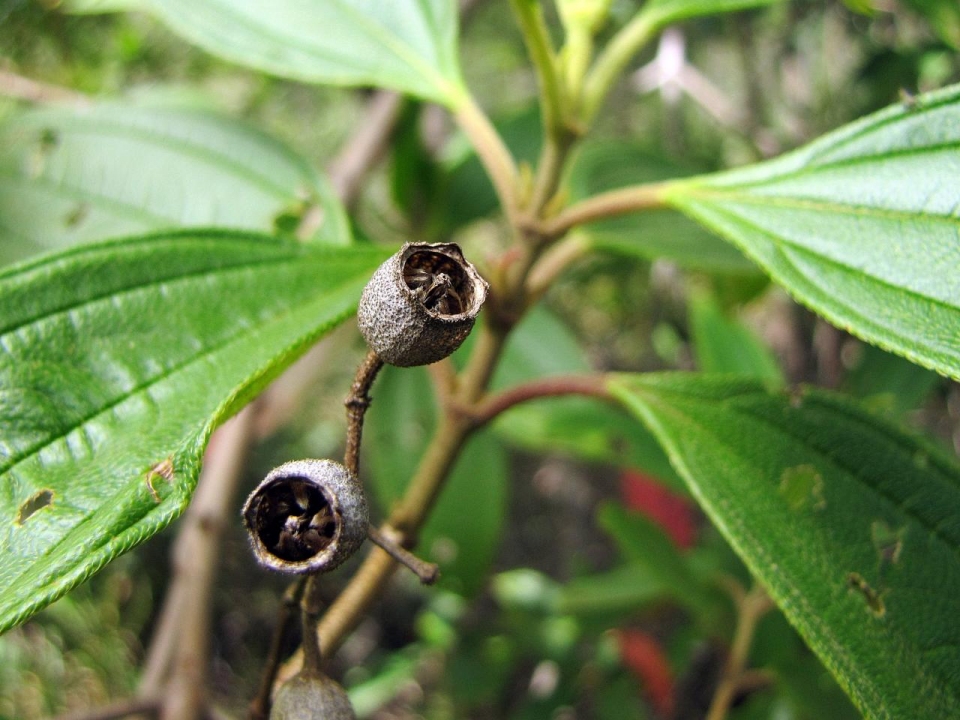 Tibouchina candolleana