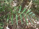 Stenochlaena tenuifolia