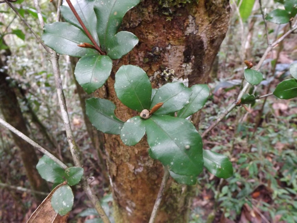 Croton jennyanus
