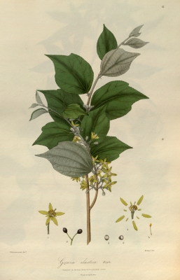 Grewia eriocarpa