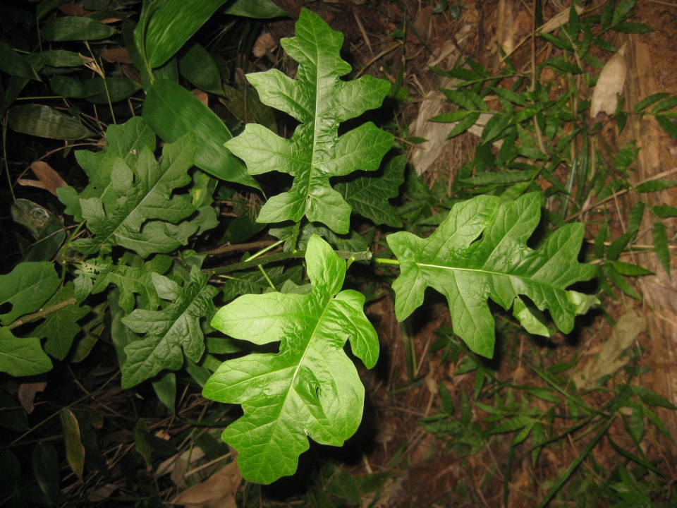 Solanum zanzibarense