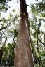 Juglans australis