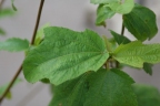 Clappertonia ficifolia