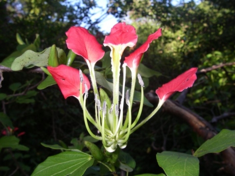 Bauhinia hildebrandtii