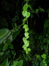 Dioscorea polygonoides