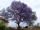 Jacaranda caroba