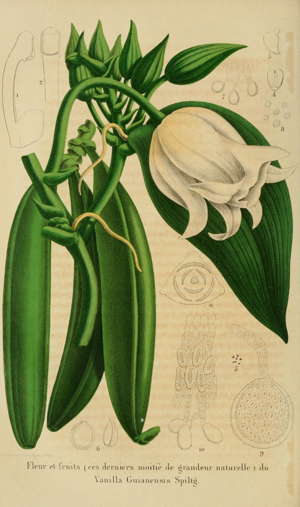 Vanilla guianensis