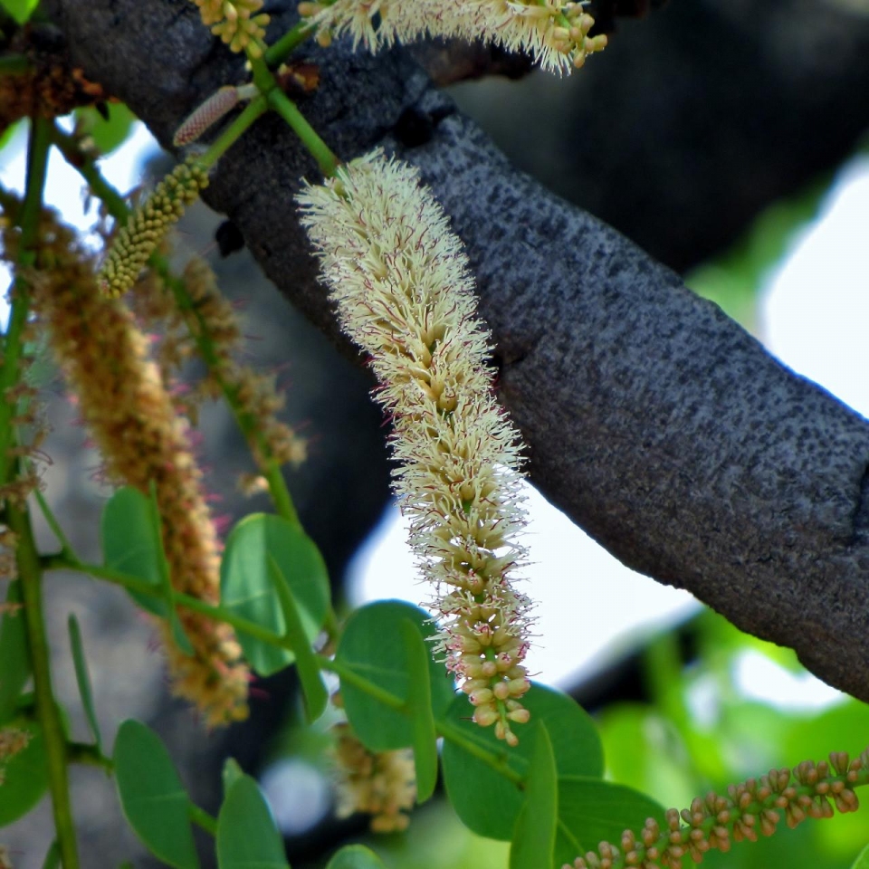 Stryphnodendron adstringens