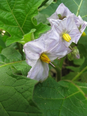 Solanum dasyphyllum